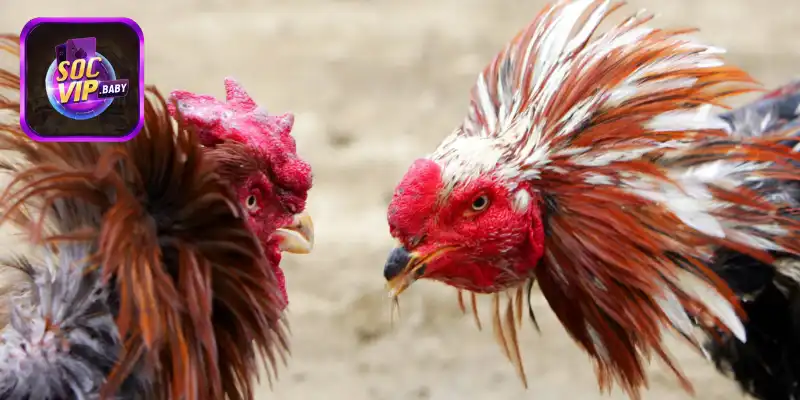 Một số lựa chọn cược cơ bản được ưa chuộng