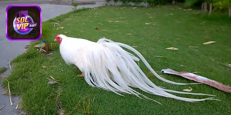 Những giống gà đá nổi bật