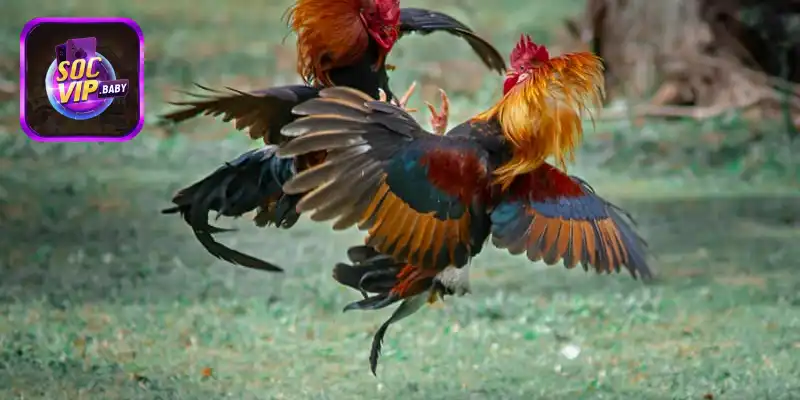 Luật chơi đá gà cơ bản tại SOCVIP