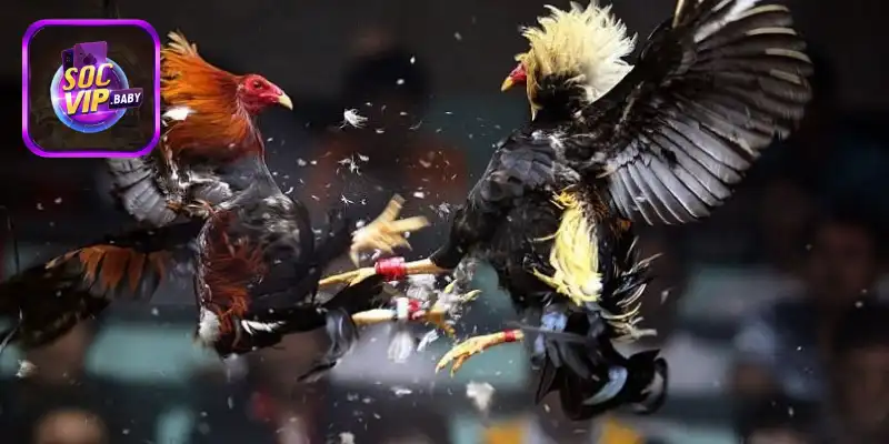 Các mẹo cược đá gà hiệu quả dễ thắng