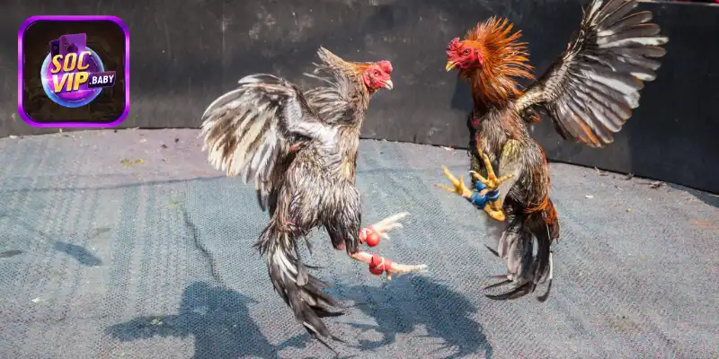 Giới thiệu tổng quan về đá gà cựa sắt tại SOCVIP