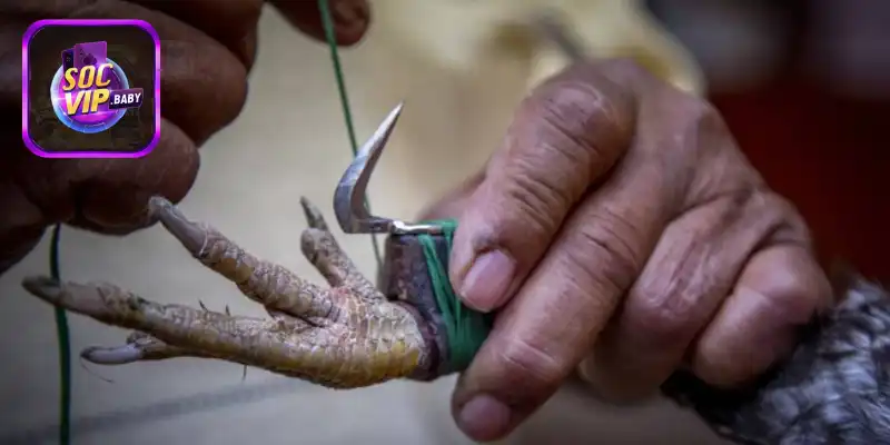 Các loại cựa sắt thông dụng trong đá gà SOCVIP