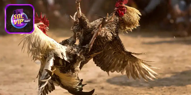 Bí quyết chơi đá gà dễ thắng hiệu quả