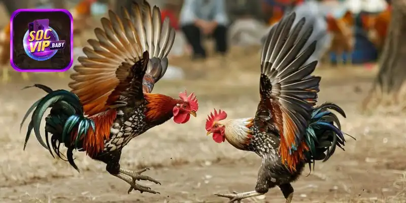 Những chiến thuật đặt cược có hiệu quả cao