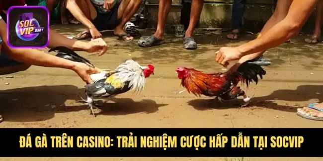 Đá Gà Trên Casino